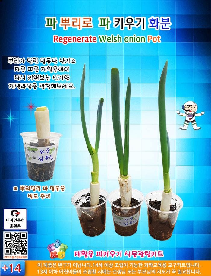 파 뿌리로 파 키우기 화분(5개세트)/재배하기/재배완구/재배학습/재배공부/파키우기/파재배/파재배하기/학