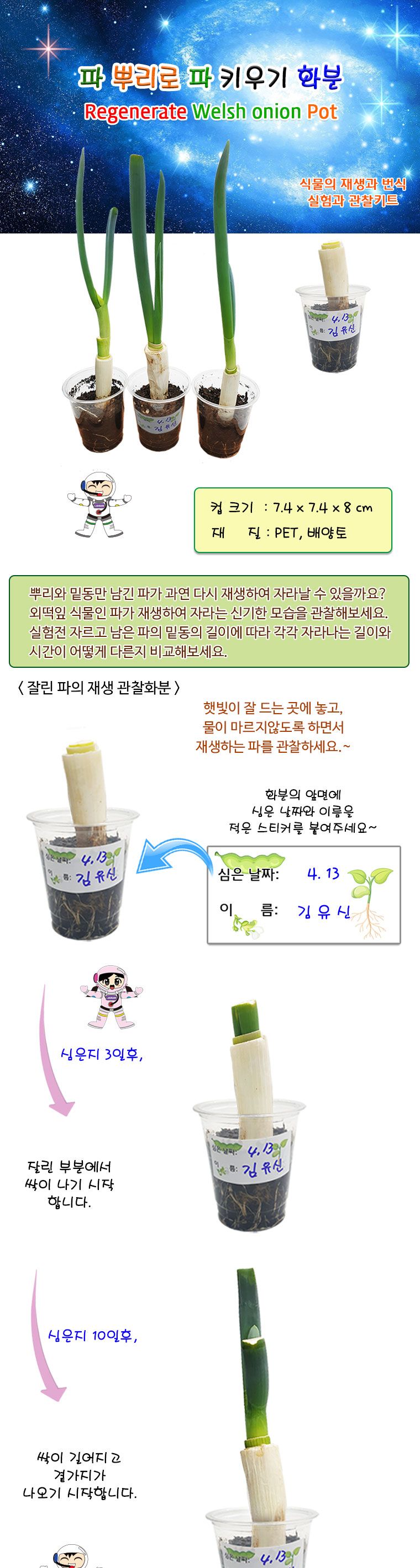 파 뿌리로 파 키우기 화분(5개세트)/재배하기/재배완구/재배학습/재배공부/파키우기/파재배/파재배하기/학