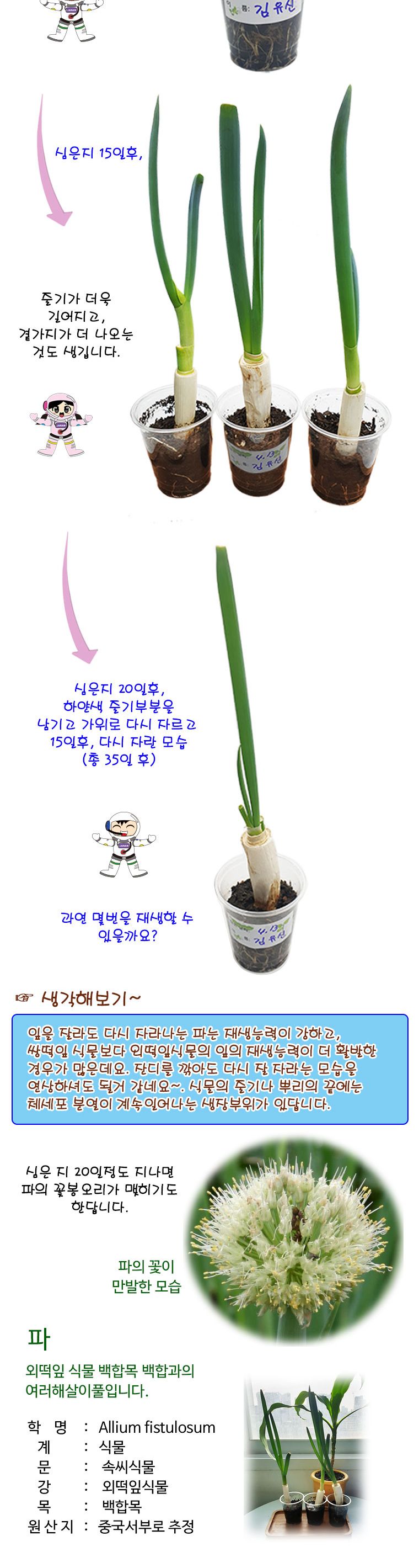 파 뿌리로 파 키우기 화분(5개세트)/재배하기/재배완구/재배학습/재배공부/파키우기/파재배/파재배하기/학