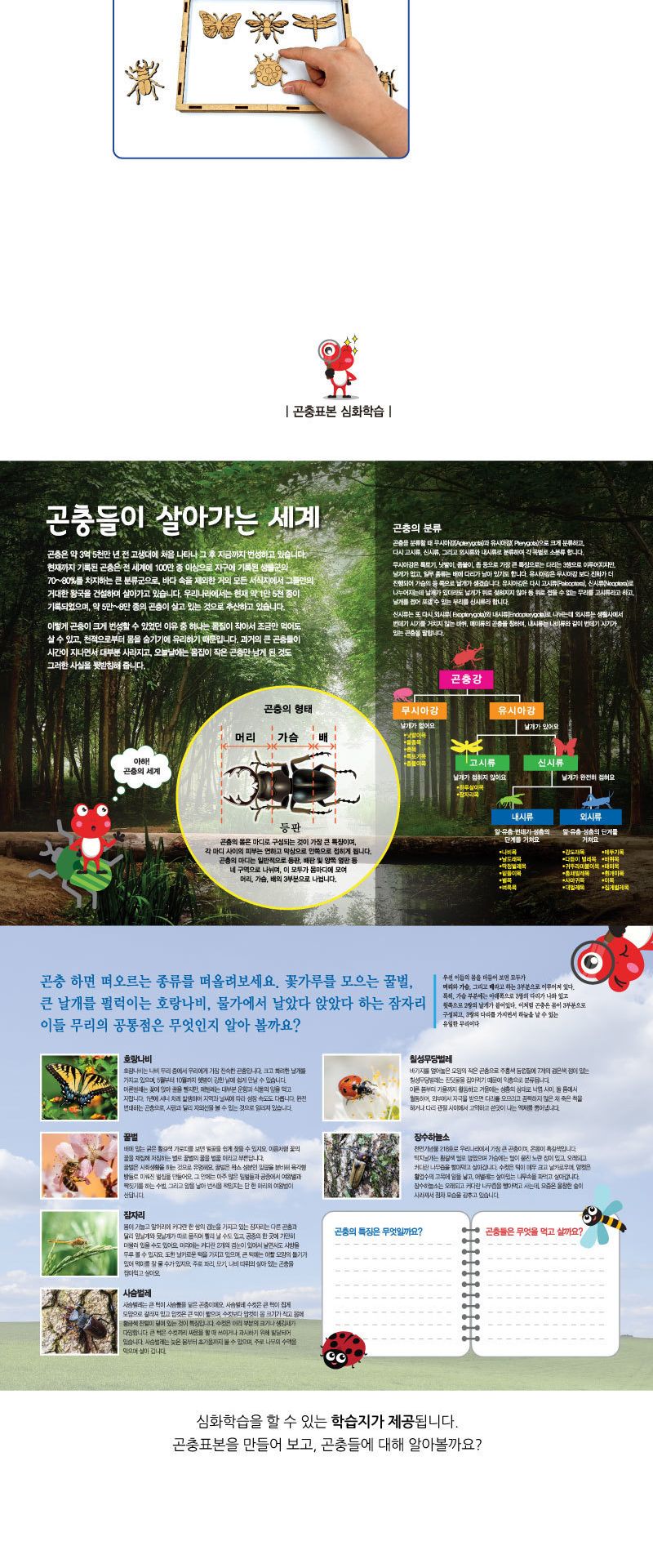 곤충 표본 상자 만들기학습용 브로마이드 제공/곤충학습교구/곤충표본상자키트/곤충표본박스키트/곤충표본