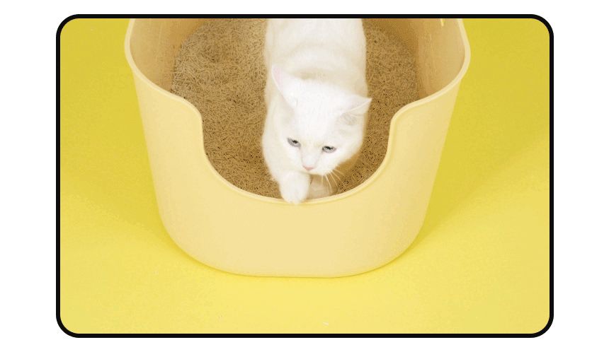 (킹스로얄) 킹스로얄 두부모래 1.5mm 슬림입자 무향(오리지널) 7Lx6개/고양이모래/응고형모래/두부모래/모