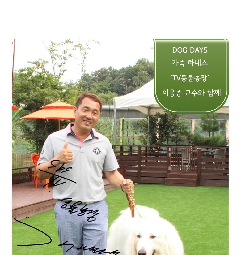 (DOGDAYS)프리미엄 가죽 목줄 엘로우 (XS.S.M.L)/목줄/반려견용/강아지용/개목걸이/개목줄/수공예가죽줄/강
