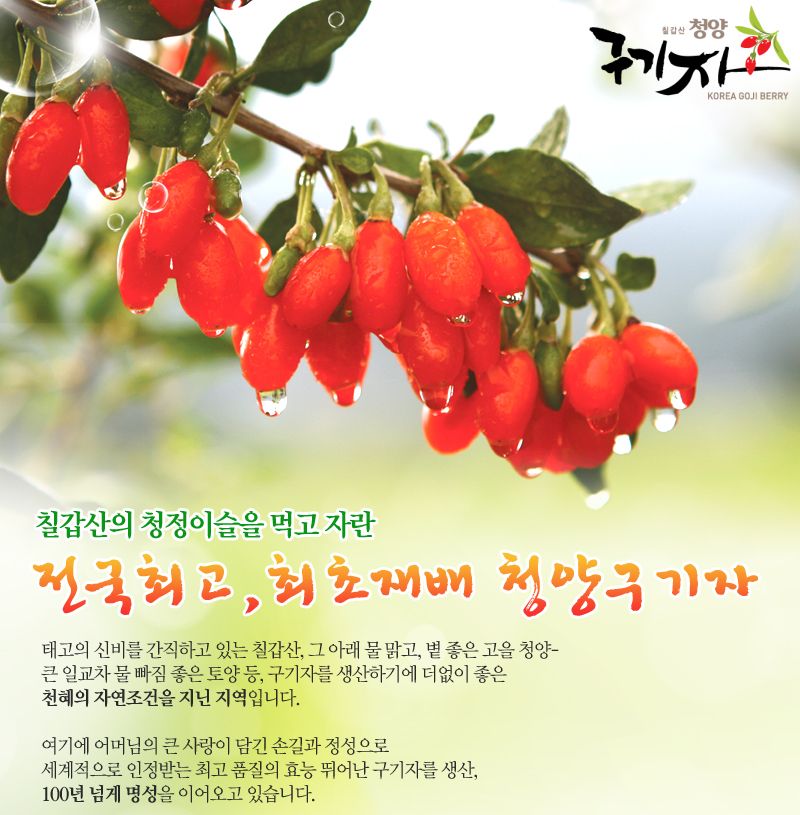 구기자 티백차 대/티백차/구기자차/구기자티/구기자/구기자티백차/구기자티백/티백형구기자차/티백형구기자