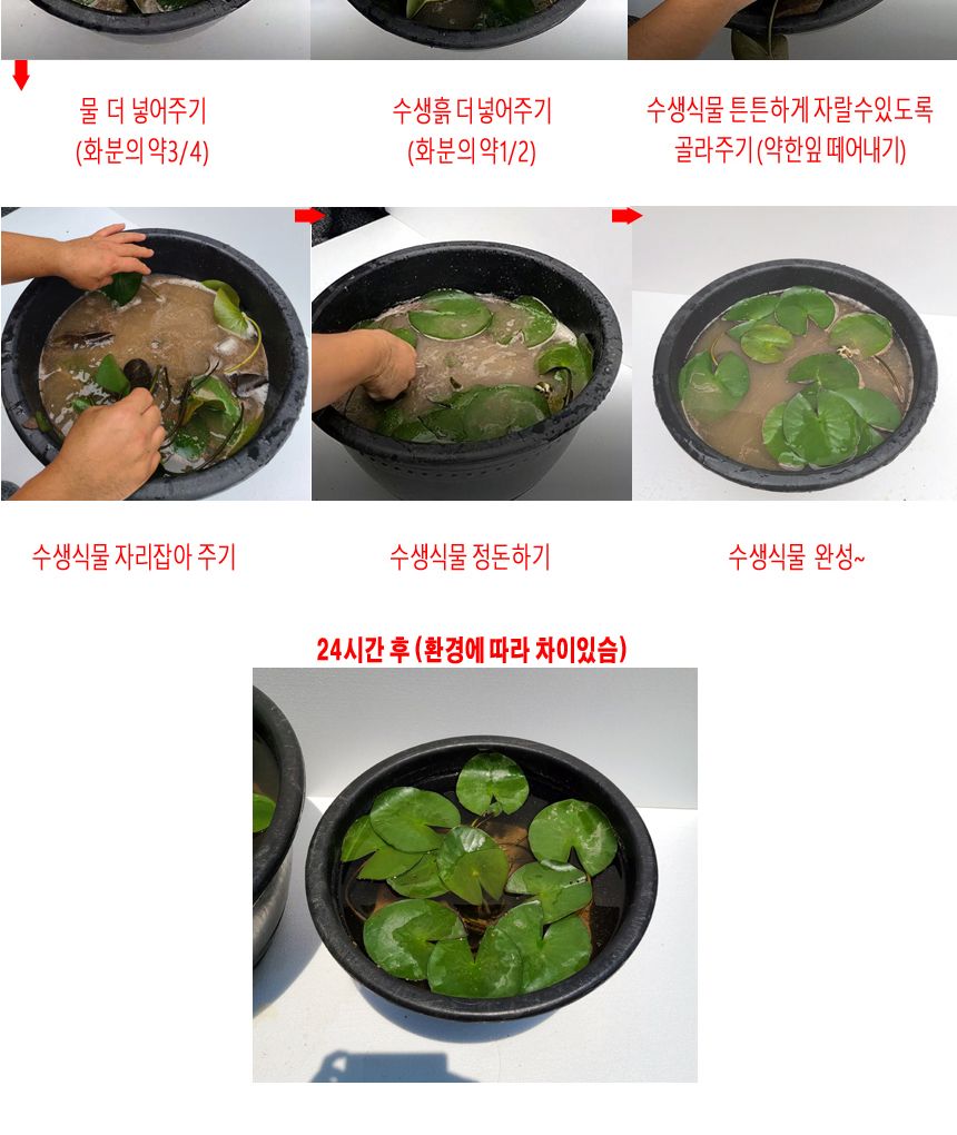 블루수련분대형 1호 수생식물기르기 수련분갈이/수생식물용화분/수련화분/수련분갈이화분/수련분/블루수련