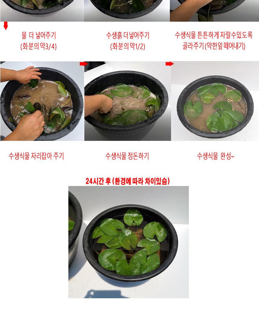 블루수련분대형 3호 수생식물기르기 수련분갈이/수생식물용화분/수련화분/수련분갈이화분/수련분/블루수련