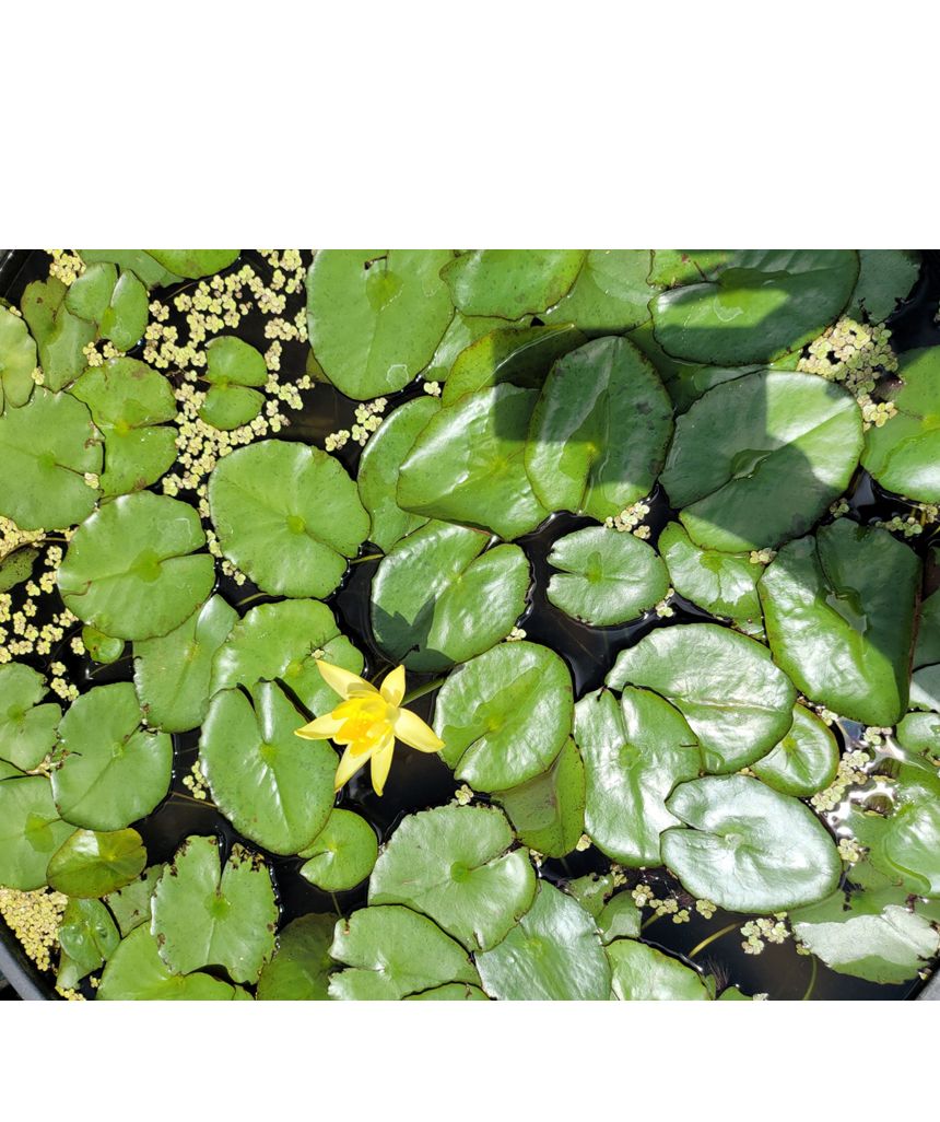 블루수련분대형 3호 수생식물기르기 수련분갈이/수생식물용화분/수련화분/수련분갈이화분/수련분/블루수련
