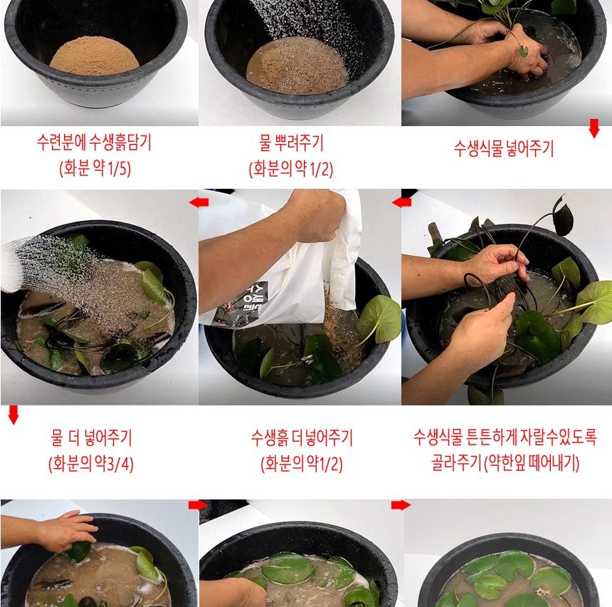 블루 수련 분대형 2호/장식화분/디자인화분/실내화분/수련분화분/식물화분/화분/인테리어화분/소품화분/정