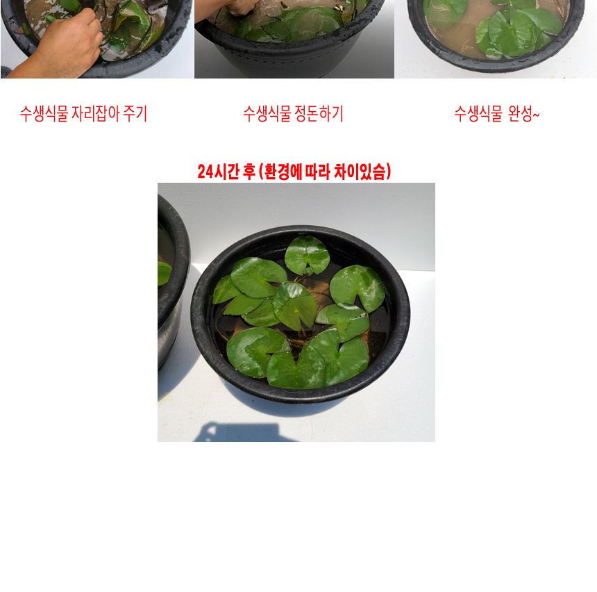 블루 수련 분대형 2호/장식화분/디자인화분/실내화분/수련분화분/식물화분/화분/인테리어화분/소품화분/정