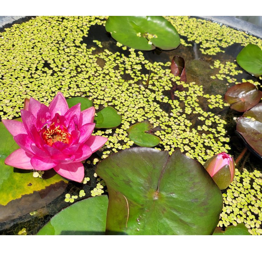 블루 수련 분대형 2호/장식화분/디자인화분/실내화분/수련분화분/식물화분/화분/인테리어화분/소품화분/정