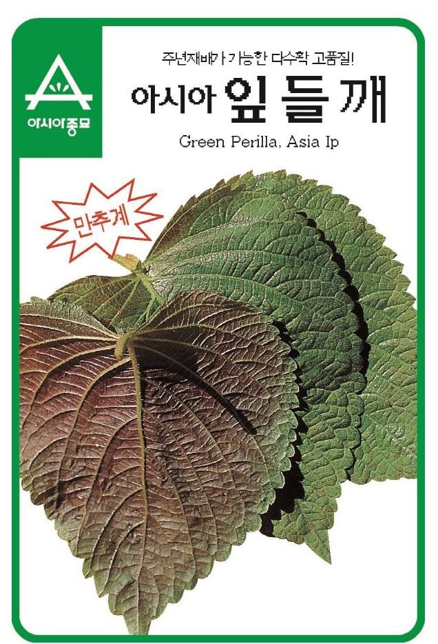(아시아 쌈씨앗종자) 아시아잎들깨(10g) 고품질다수확/씨앗심기/채소키우기/채소씨앗/야채재배/야채기르기/
