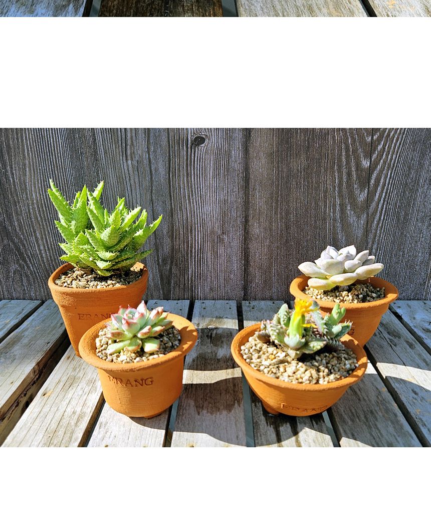 이랑 국내산 수제 토분 M13 다육 수공예 화분 통기/국내토분/미니토분/예쁜토분/다육이화분/원예용품/정원