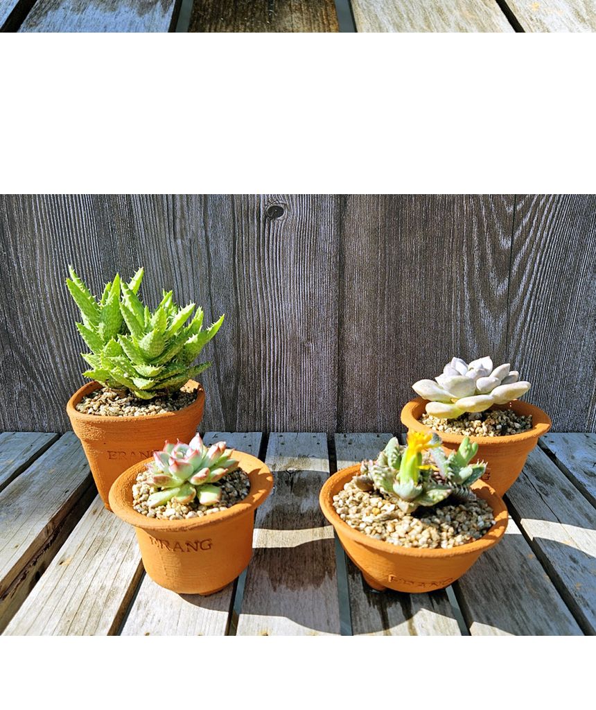 이랑 국내산 수제 토분 M12 다육 수공예 화분 통기/옥상텃밭화분/다육분화분/토기형화분/미니화분/선인장화