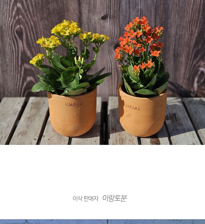 이랑국내산 수제 토분 B15- 수공예 공기정화식물화분/화분/토분/빈티지화분/빈티지토분/식물화분/꽃화분/모