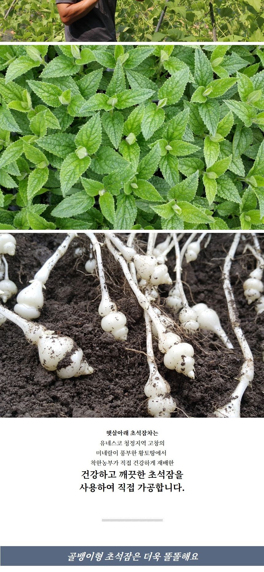 햇살아래 초석잠차 80g/초석잠차/말린초석잠차/건초석잠차/후식차/디저트차/다과차/초석잠음료/우려내는차/