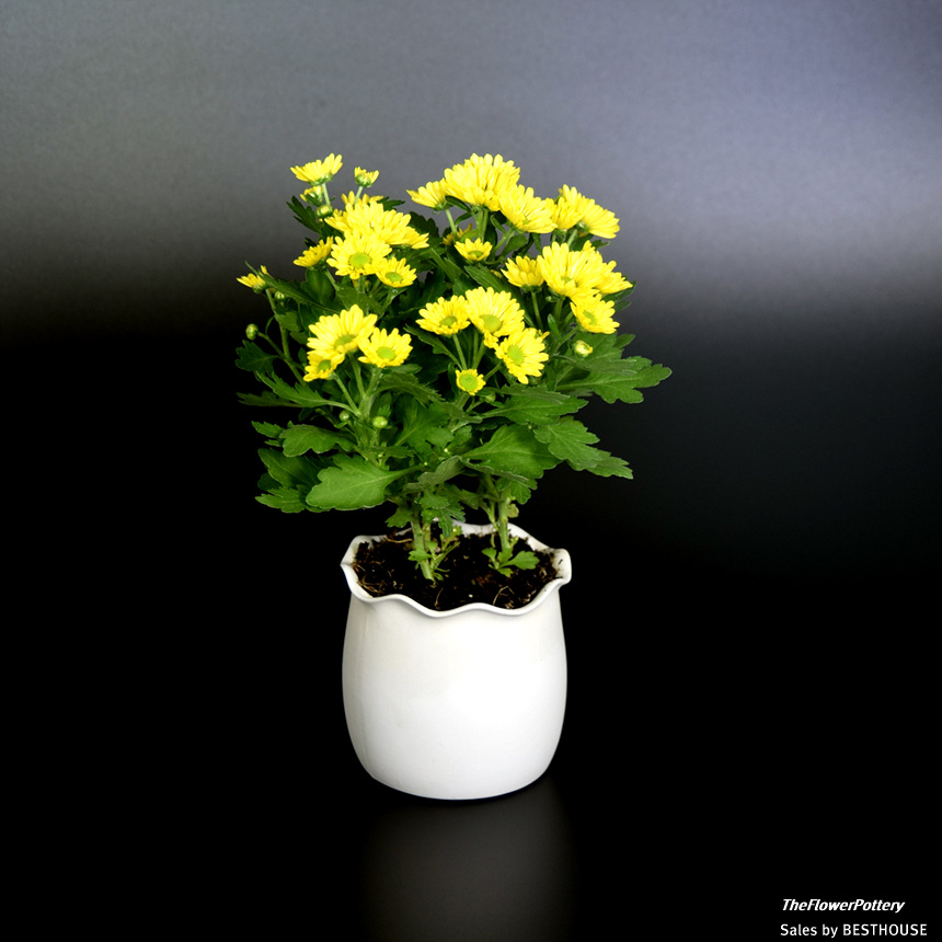 더플라워포터리 고강도 화이트 토분 사각형8x10cm/화분/흙화분/토분/예쁜화분/디자인화분/인테리어화분/인