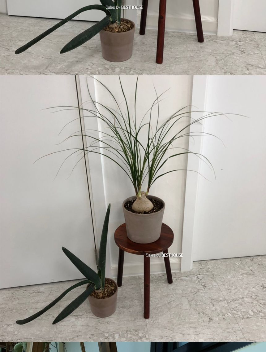 원목 화분 받침대 우드스텐드 30x40cm (스툴)/원목화분정리대/원목화분받침/원목화분대/고급화분받침대/디