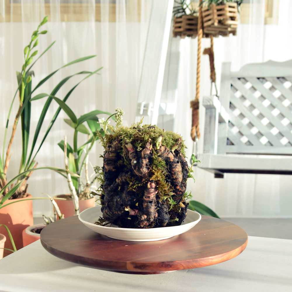 원목 회전 화분받침대 꽃꽂이 돌림판 33cm/화분받침/화분받침대/화분물받침/인테리어화분받침대/디자인화분