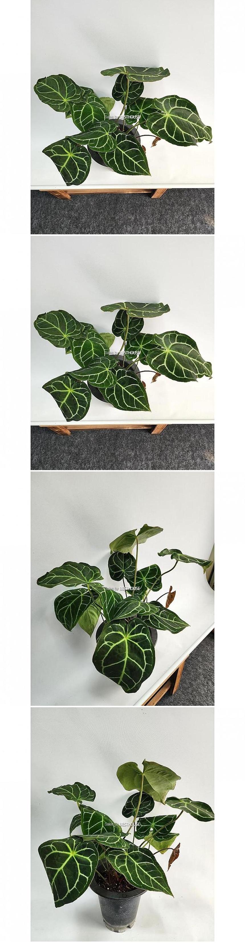 베하몰 실내 화초 안스리움 크리스탈리넘 대품 약55cm/안스리움/실내화초/화초/식물키우기/식물/원예/안스