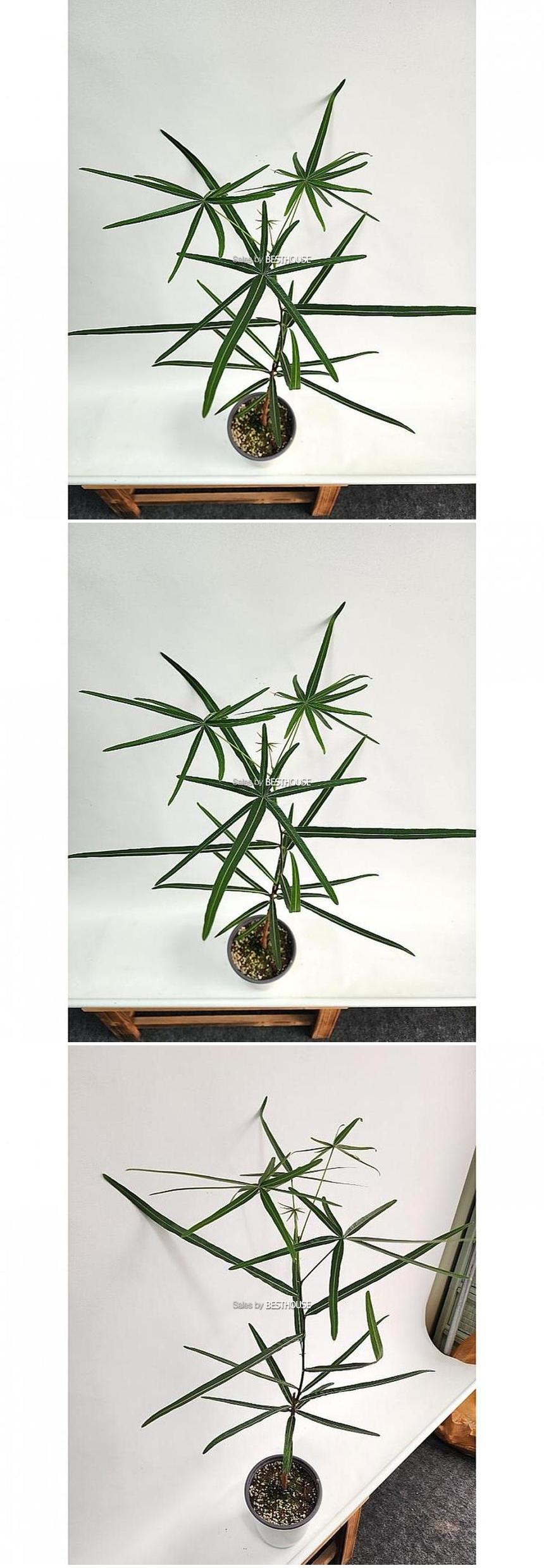 베하몰 실내 화초 호주 바오밥 나무 중품 약80cm/실내화초/화초/식물키우기/식물/원예/바오밥나무/바오밥
