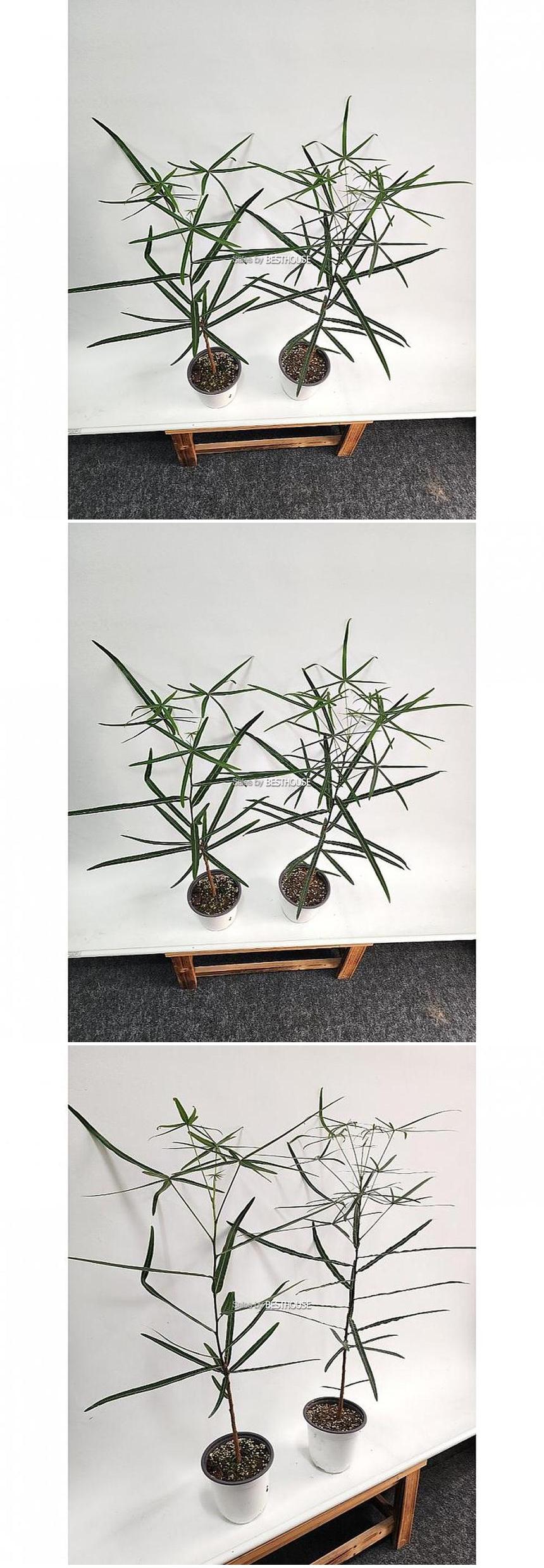 베하몰 실내 화초 1+1 호주 바오밥 나무 중품 약80cm/실내화초/화초/식물키우기/식물/원예/바오밥나무/바오