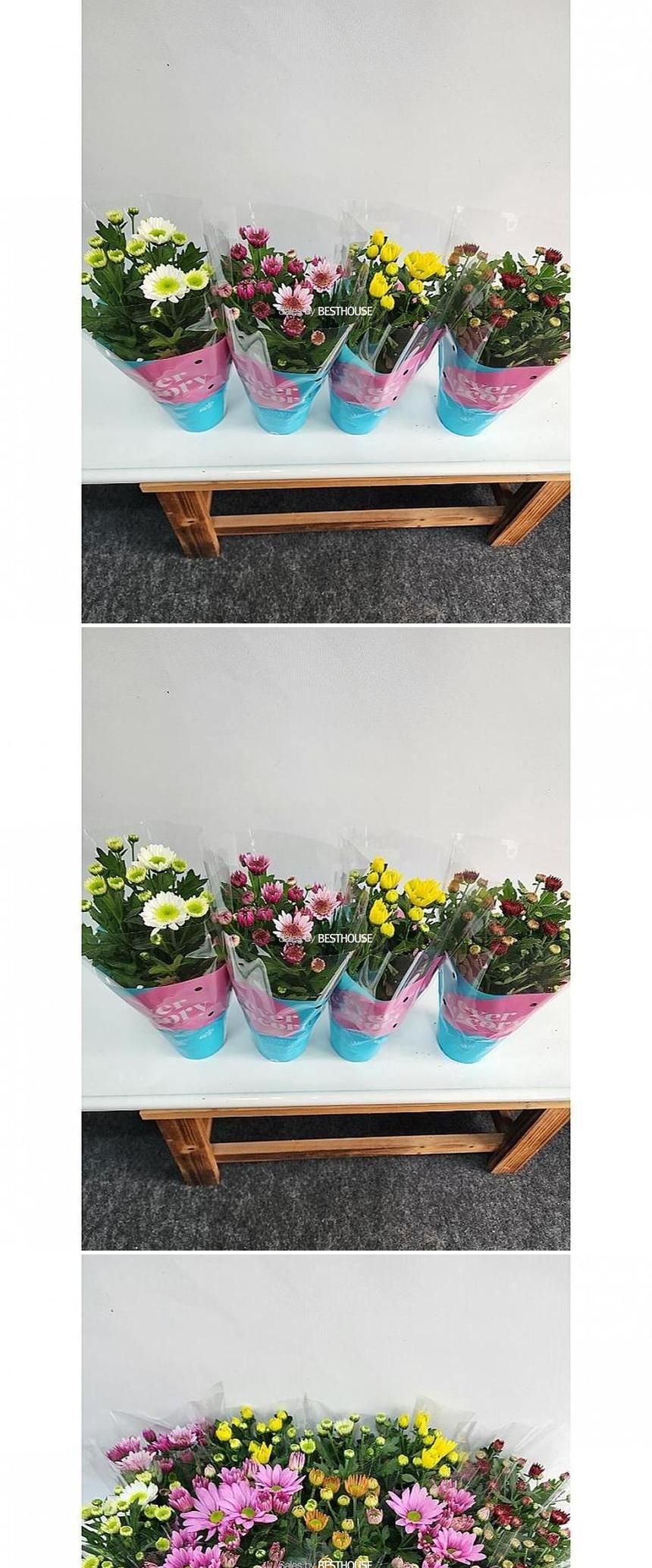 베하몰 실내 화초 포트멈 국화 소품 약30cm/실내화초/화초/식물키우기/식물/원예/포트멈국화/국화/국화꽃