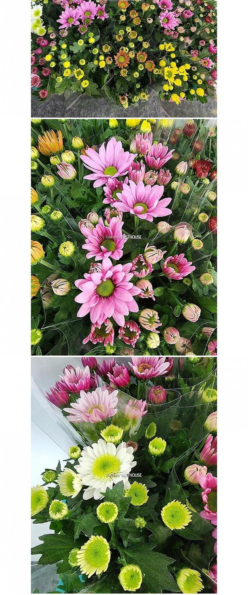 베하몰 실내 화초 포트멈 국화 소품 약30cm/실내화초/화초/식물키우기/식물/원예/포트멈국화/국화/국화꽃