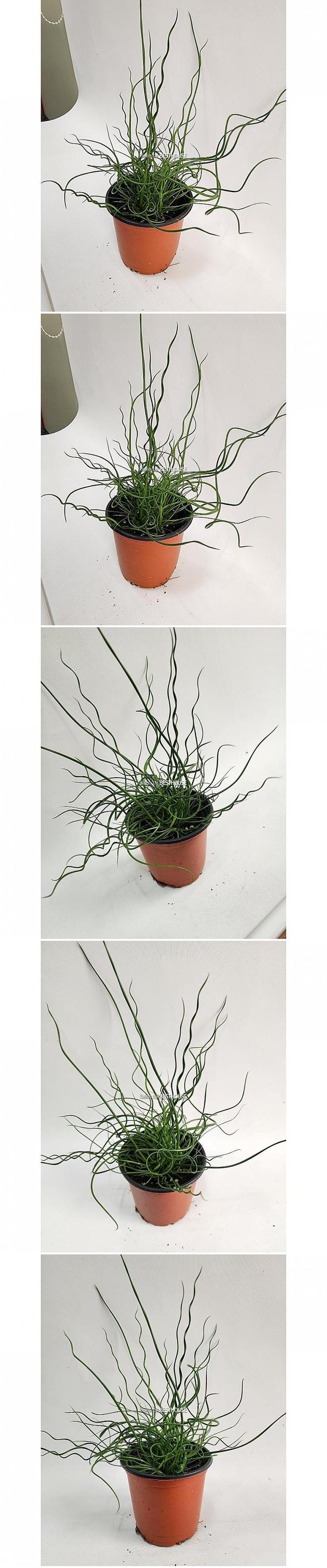 베하몰 실내 화초 스프링 골풀 소품 약30cm/실내화초/화초/식물키우기/식물/원예/스프링골풀/골풀