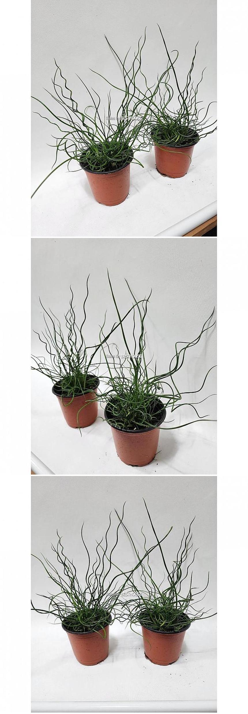 베하몰 실내 화초 1+1 스프링 골풀 소품 약30cm/실내화초/화초/식물키우기/식물/원예/스프링골풀/골풀