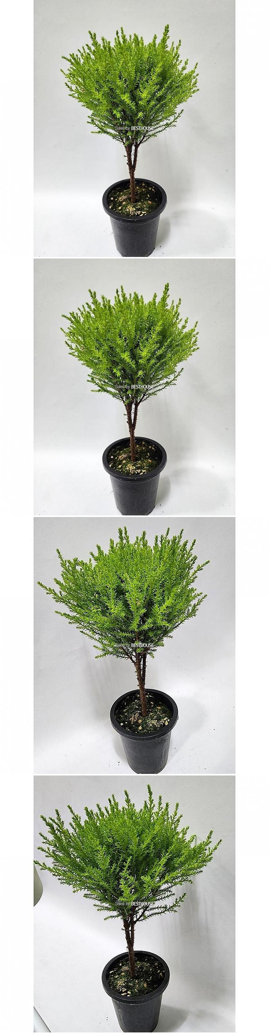 베하몰 실내 화초 토피아리 율마 중품 약33cm/율마/실내화초/화초/식물키우기/식물/원예/토피아리율마