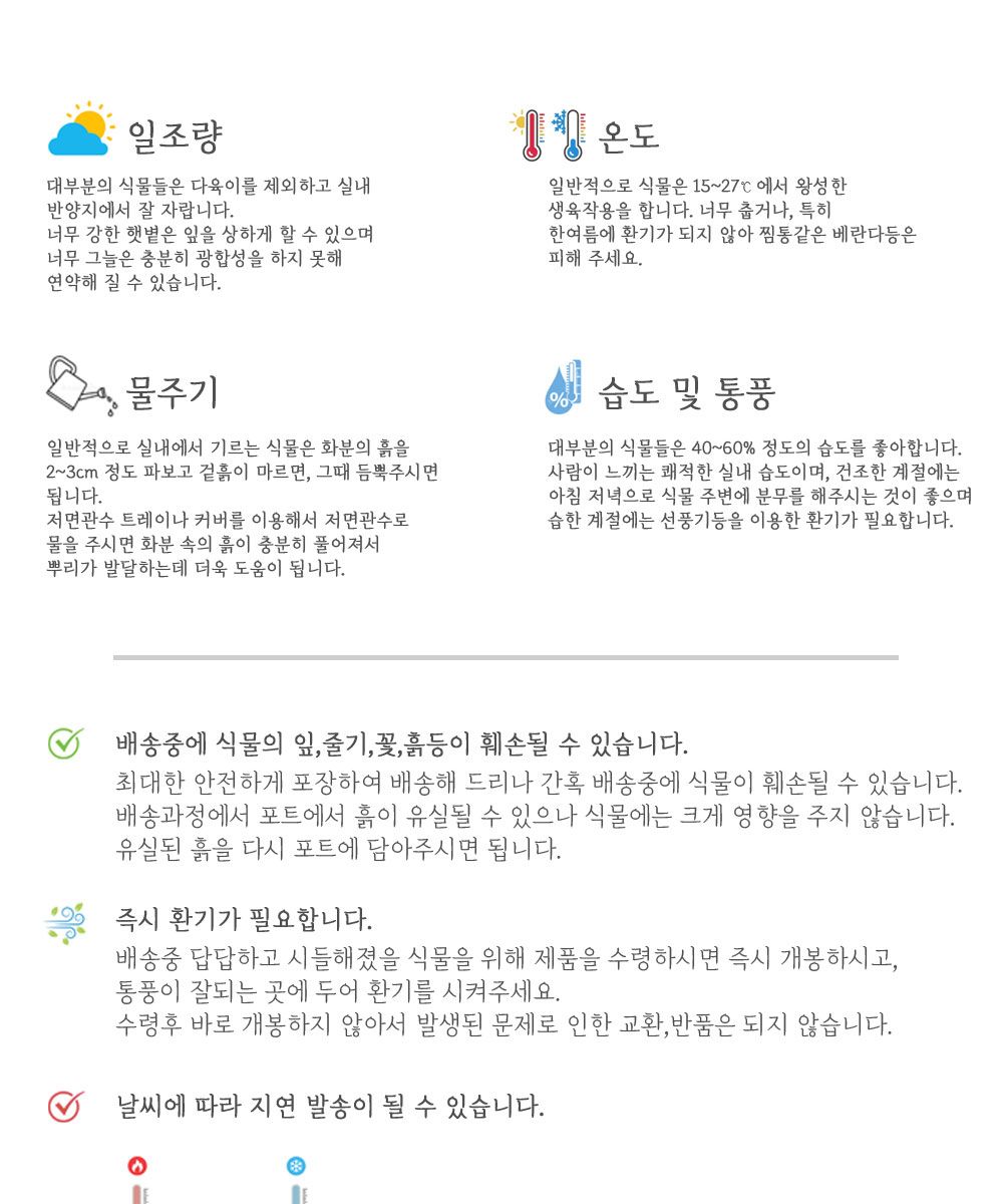 베하몰 실내 화초 토피아리 율마 중품 약33cm/율마/실내화초/화초/식물키우기/식물/원예/토피아리율마