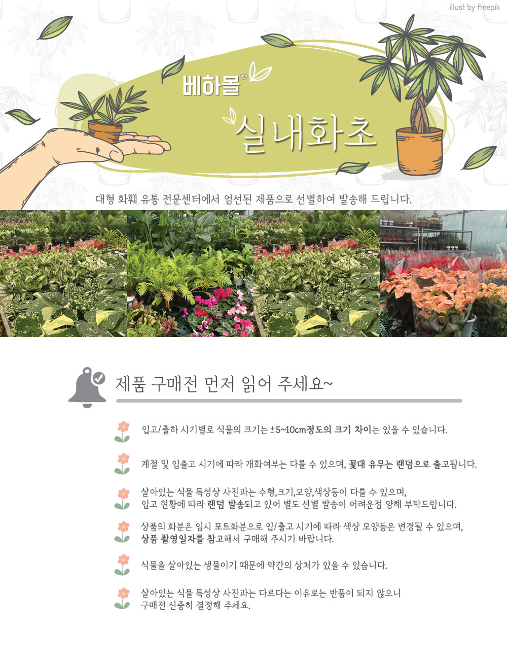 베하몰 실내 화초 1+1 토피아리 율마 중품 약33cm/율마/실내화초/화초/식물키우기/식물/원예/토피아리율마