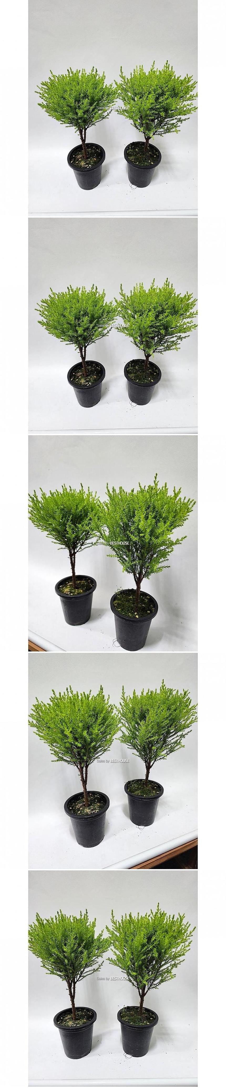 베하몰 실내 화초 1+1 토피아리 율마 중품 약33cm/율마/실내화초/화초/식물키우기/식물/원예/토피아리율마