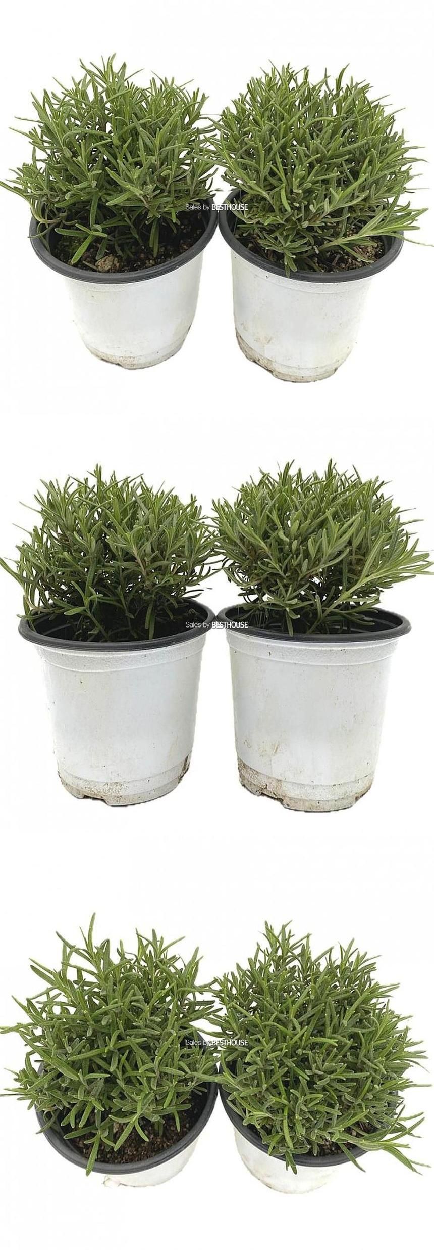 베하몰 실내 화초 1+1 로즈마리 허브 약7cm/로즈마리/로즈마리허브/허브재배/식물재배/식물키우기/식물기르