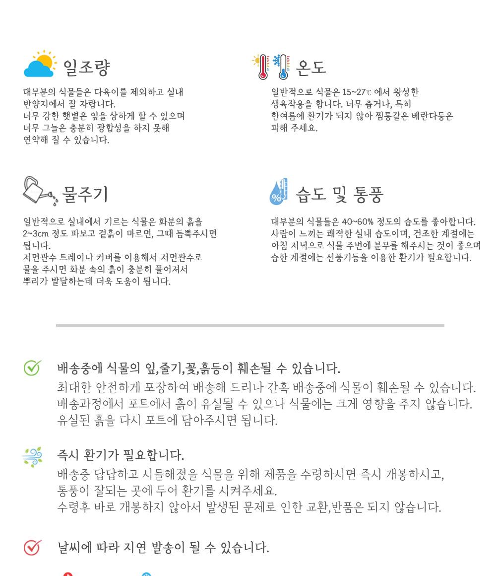 베하몰 실내 화초 1+1 로즈마리 허브 약7cm/로즈마리/로즈마리허브/허브재배/식물재배/식물키우기/식물기르