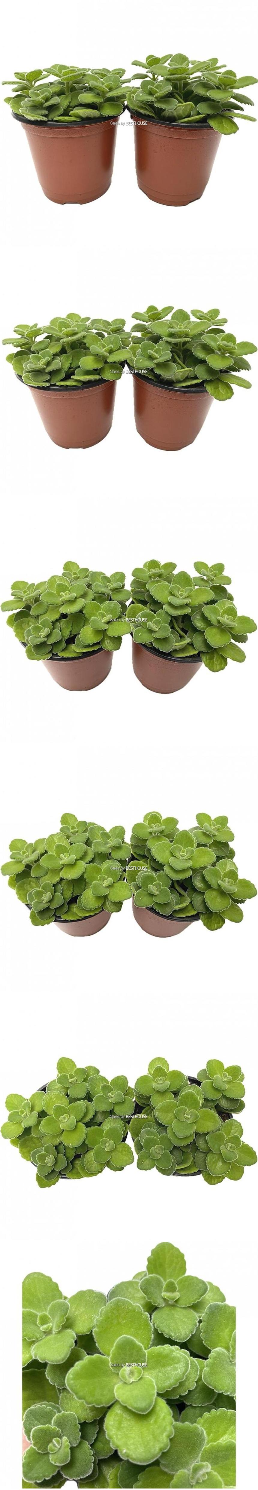 베하몰 실내 화초 1+1 장미 허브 12cm/장미허브키우기/장미허브/허브재배/식물재배/식물키우기/식물기르기/