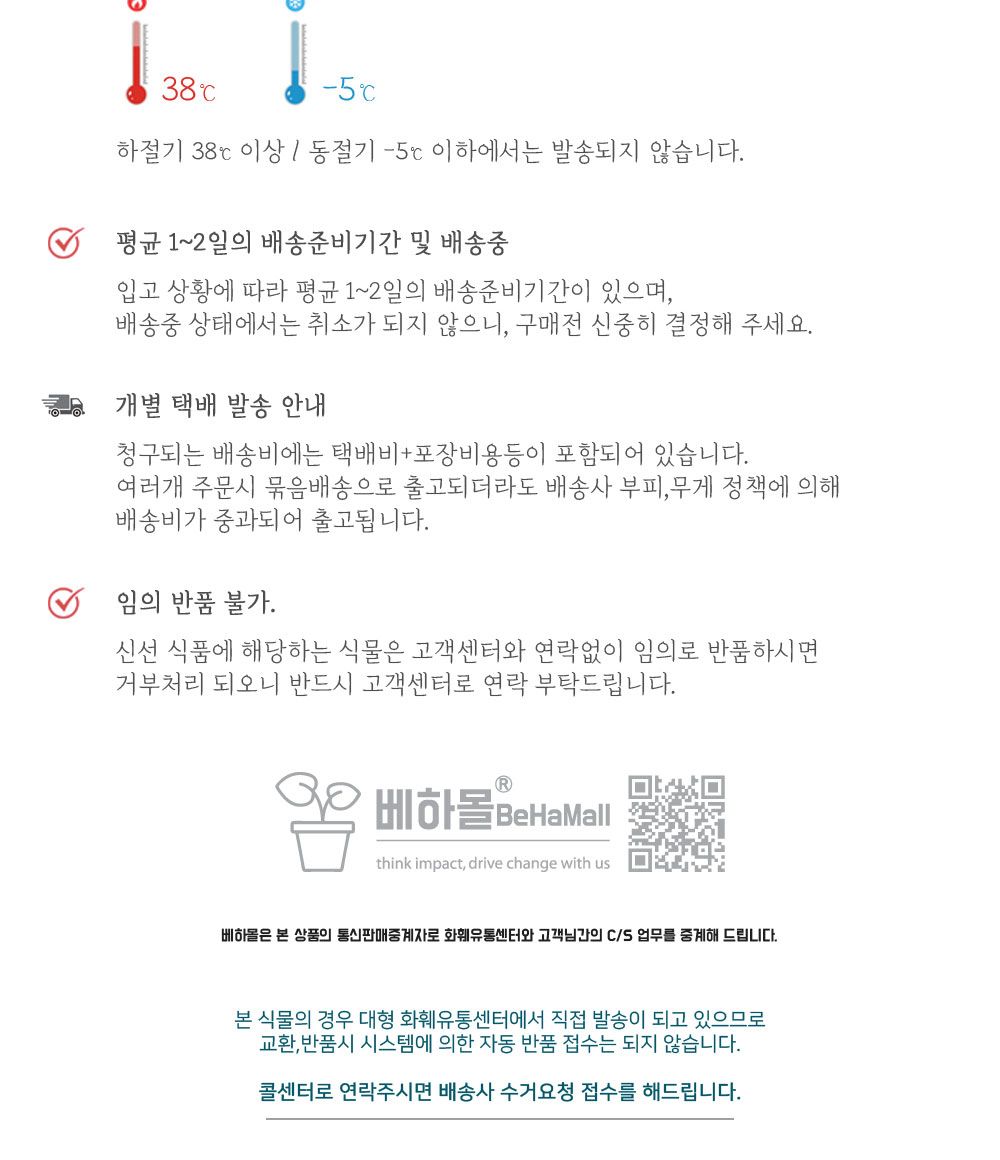 베하몰 실내 화초 1+1 장미 허브 12cm/장미허브키우기/장미허브/허브재배/식물재배/식물키우기/식물기르기/