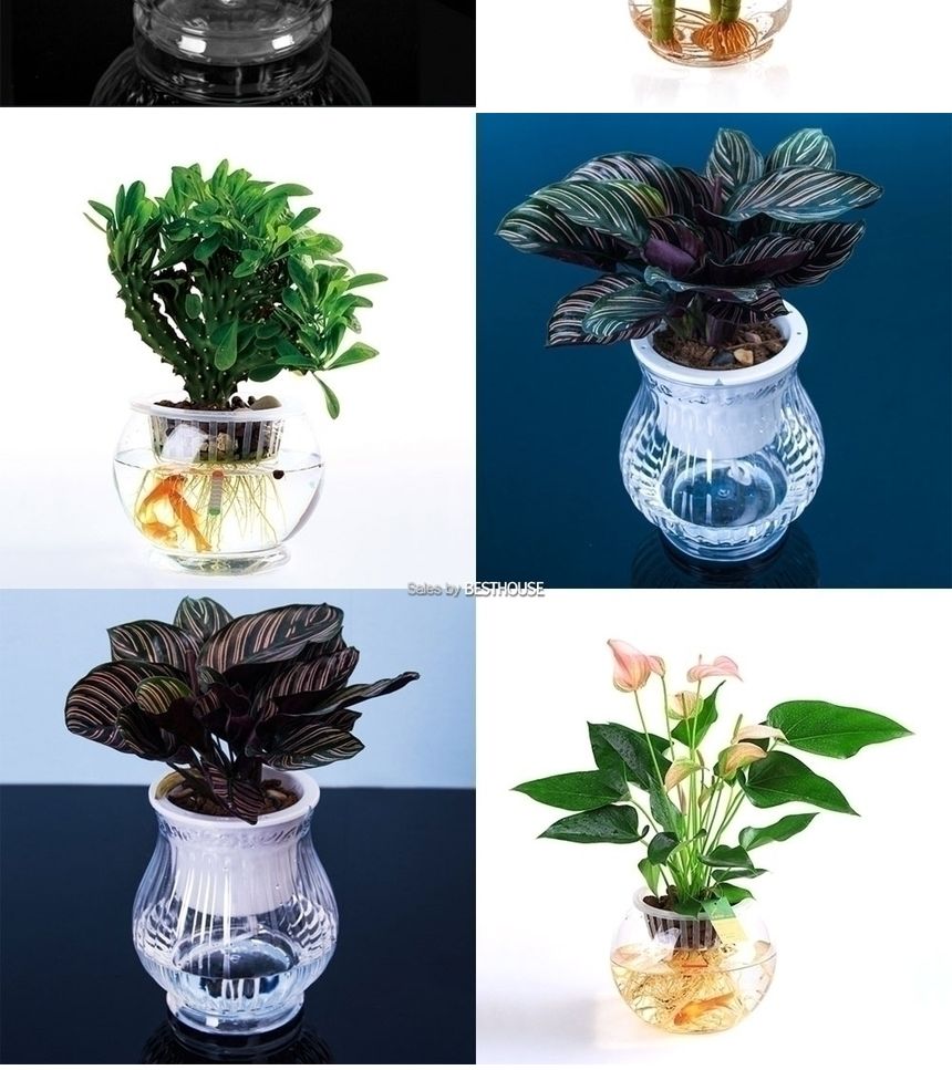 수경재배용 고투명 BH 플라스틱 화분 매쉬포트포함 BH-160 16x17cm/원형화분/인테리어화분/미니화분/예쁜미