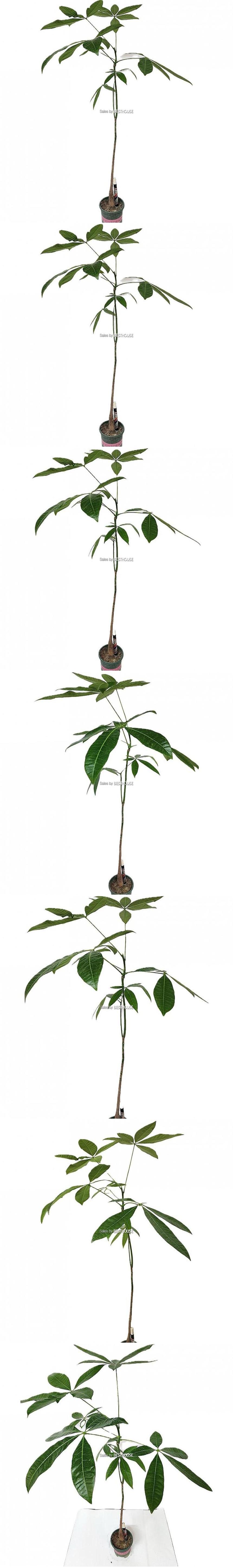 베하몰 실내 화초 롱파키라 외목대파키라 중품 약80cm/공기정화식물/공기정화화초/식물화초/가정용식물/식
