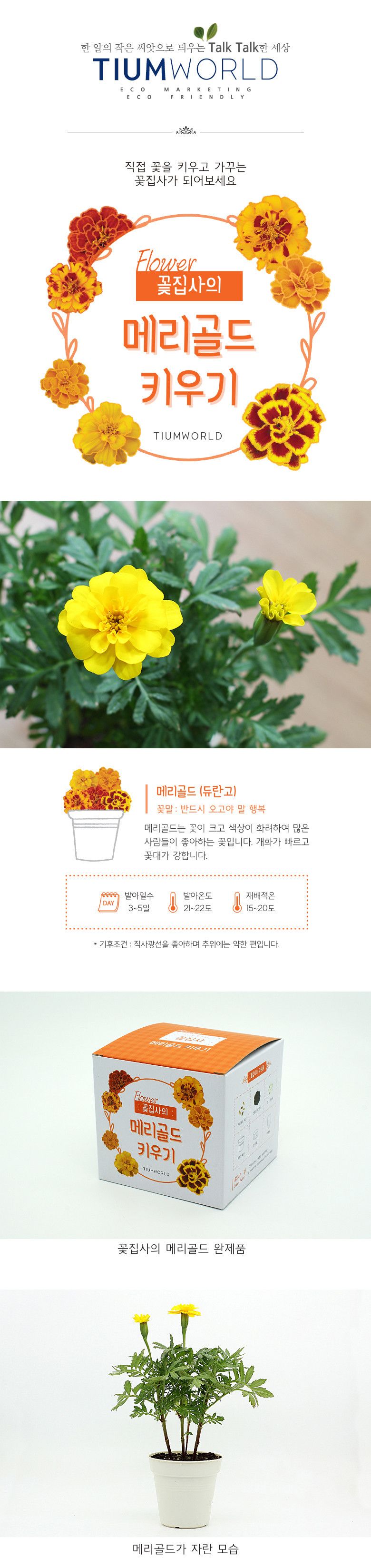 M꽃집사 _ 메리골드 키우기/씨앗모종/씨앗재배/씨앗심기/씨앗키우기/키우기좋은식물/키우기쉬운식물/식물키