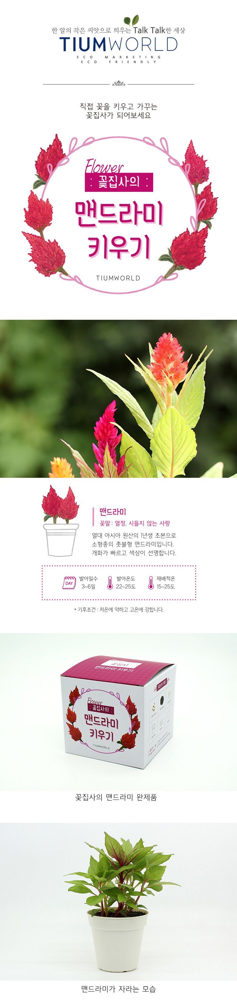 M꽃집사 _ 맨드라미 키우기/씨앗모종/씨앗재배/씨앗심기/씨앗키우기/키우기좋은식물/키우기쉬운식물/식물키