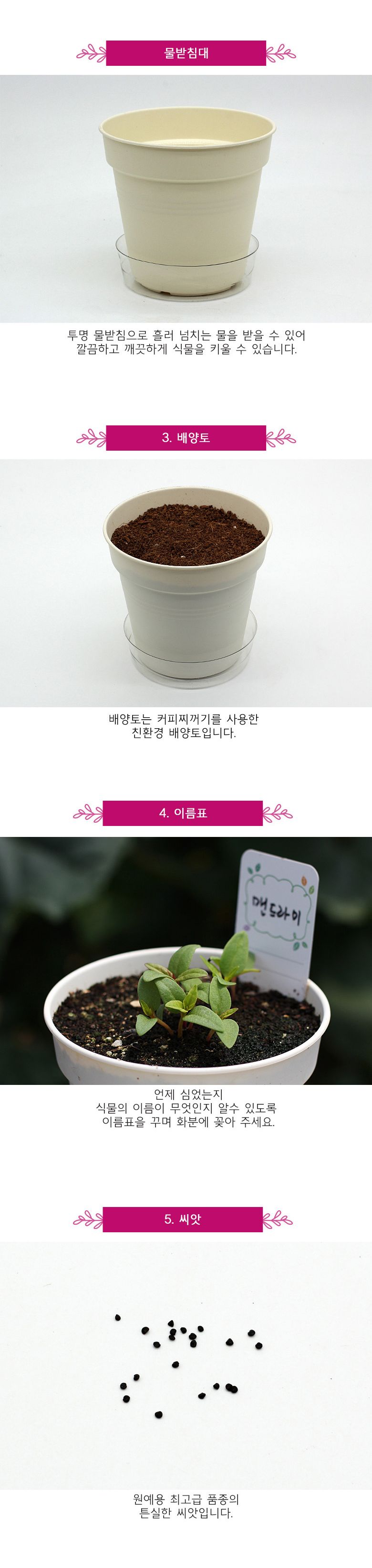 M꽃집사 _ 맨드라미 키우기/씨앗모종/씨앗재배/씨앗심기/씨앗키우기/키우기좋은식물/키우기쉬운식물/식물키