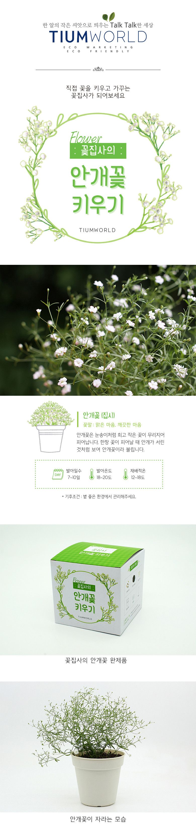 M꽃집사 _ 안개꽃 키우기/씨앗모종/씨앗재배/씨앗심기/씨앗키우기/키우기좋은식물/키우기쉬운식물/식물키우