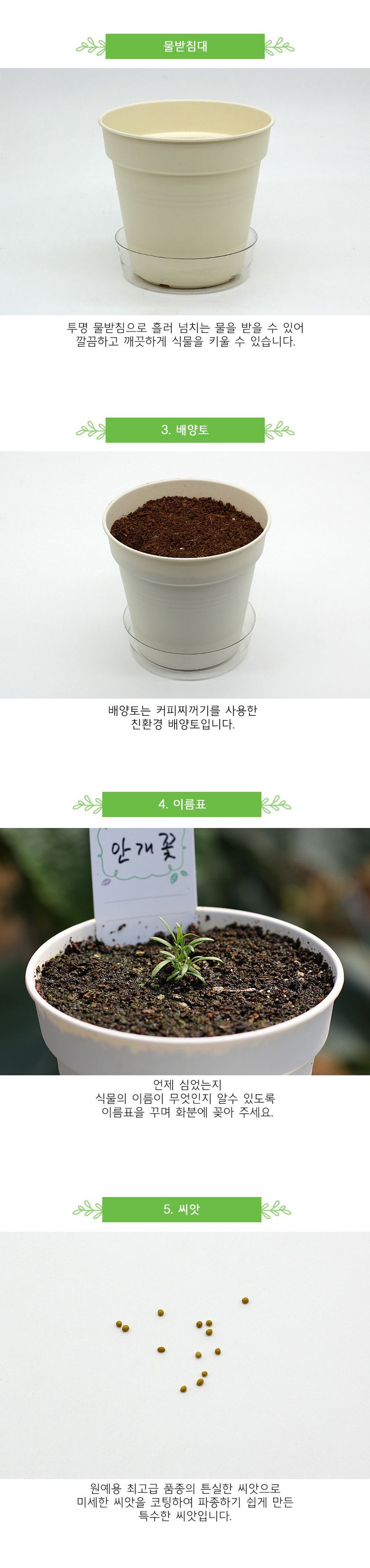 M꽃집사 _ 안개꽃 키우기/씨앗모종/씨앗재배/씨앗심기/씨앗키우기/키우기좋은식물/키우기쉬운식물/식물키우