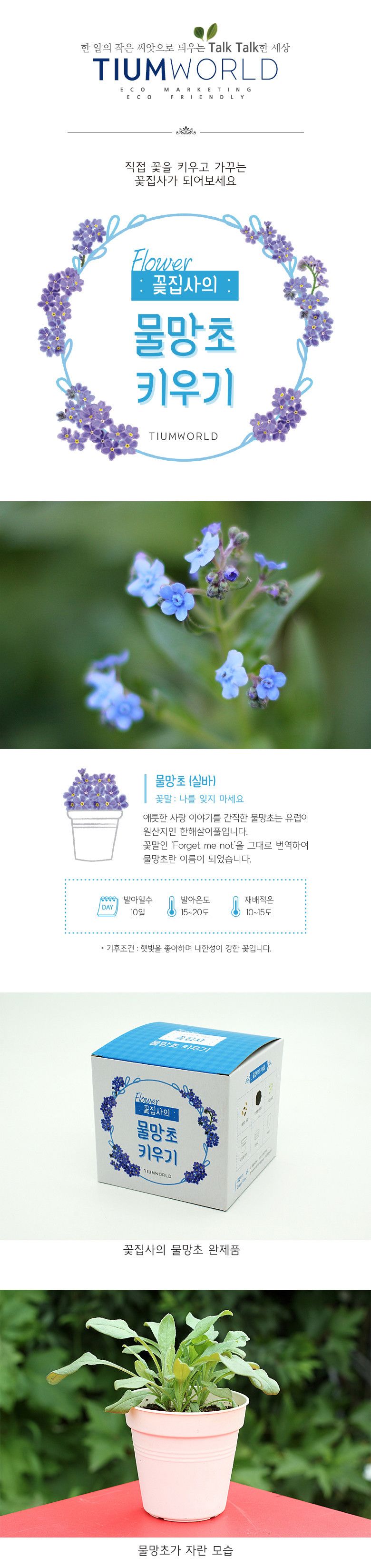 M꽃집사 _ 물망초 키우기/씨앗모종/씨앗재배/씨앗심기/씨앗키우기/키우기좋은식물/키우기쉬운식물/식물키우