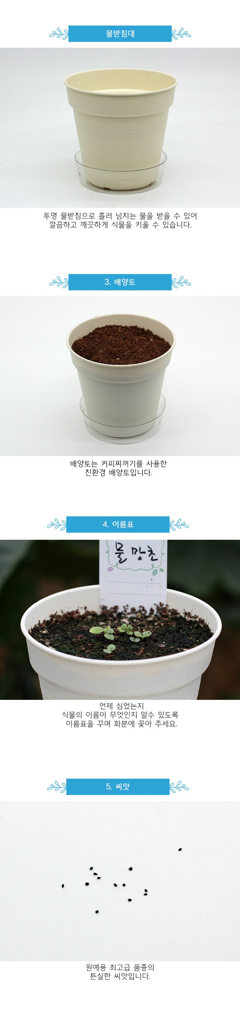 M꽃집사 _ 물망초 키우기/씨앗모종/씨앗재배/씨앗심기/씨앗키우기/키우기좋은식물/키우기쉬운식물/식물키우