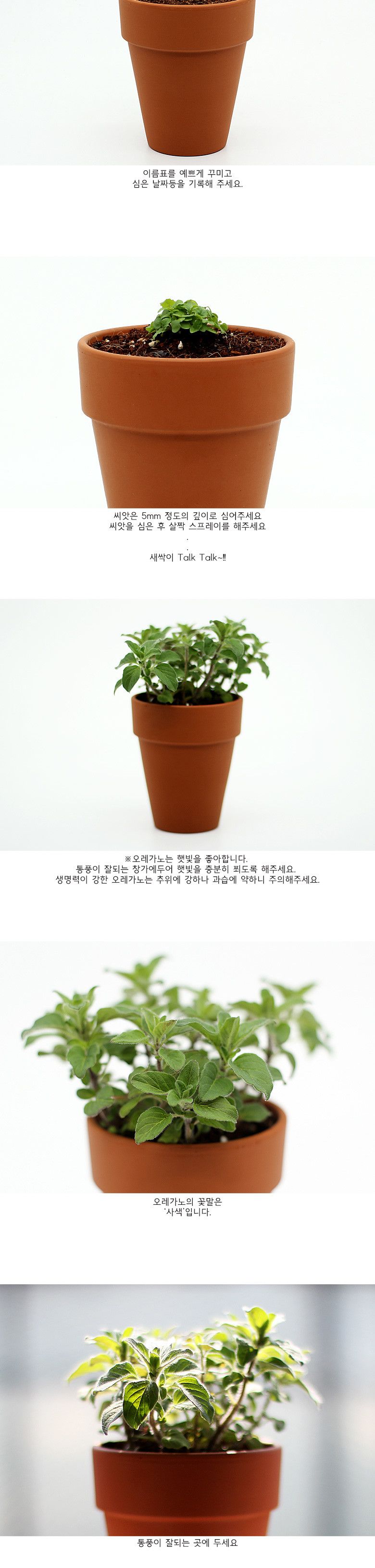 M허브메이트_오레가노/씨앗재배/씨앗심기/씨앗키우기/씨앗/단체선물/어린이집선물/반려식물/꽃키우기/대량