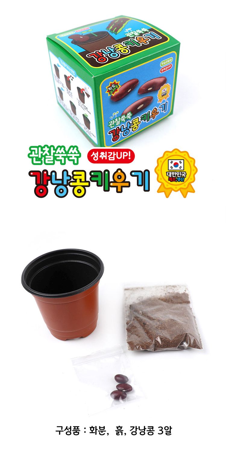 강낭콩 키우기 ver.2/강낭콩/강낭콩키우기/강낭콩재배/강낭콩씨앗키우기/강낭콩씨앗/씨앗키우기/씨앗재배/