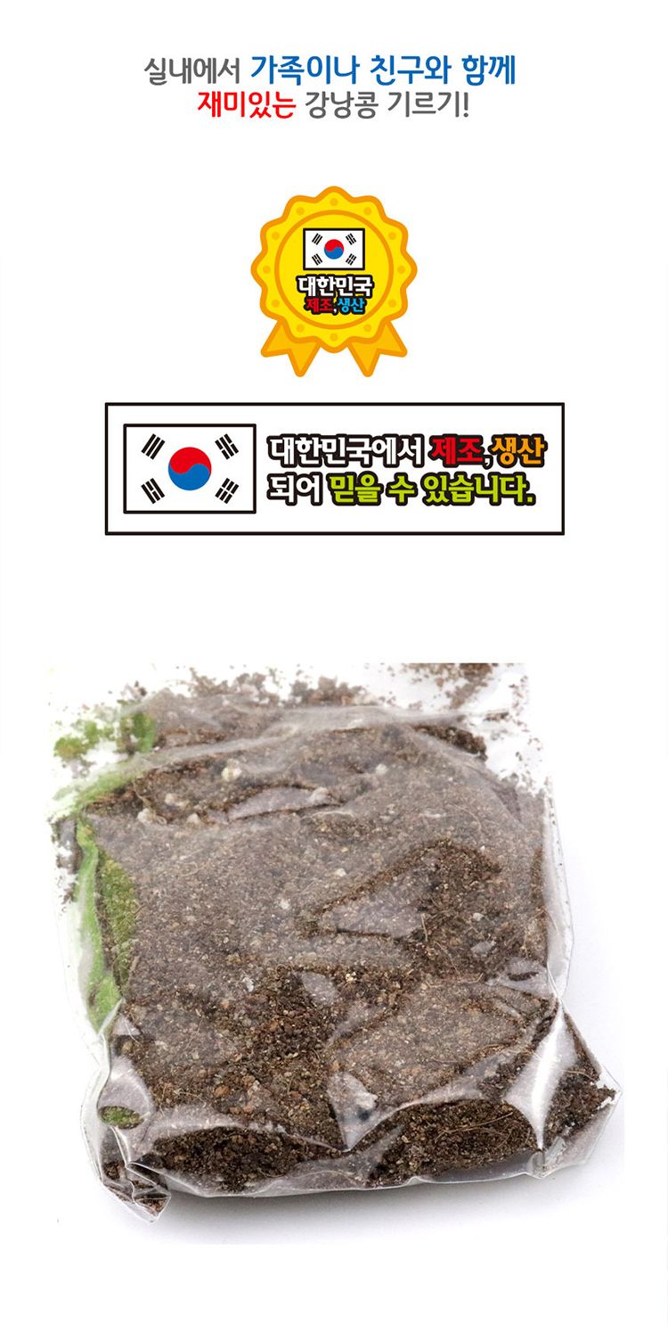 강낭콩 키우기 ver.2/강낭콩/강낭콩키우기/강낭콩재배/강낭콩씨앗키우기/강낭콩씨앗/씨앗키우기/씨앗재배/