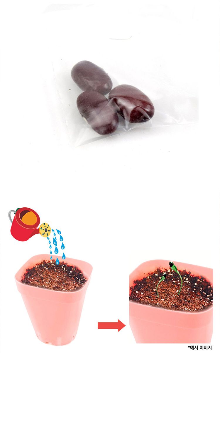 강낭콩 키우기 ver.2/강낭콩/강낭콩키우기/강낭콩재배/강낭콩씨앗키우기/강낭콩씨앗/씨앗키우기/씨앗재배/