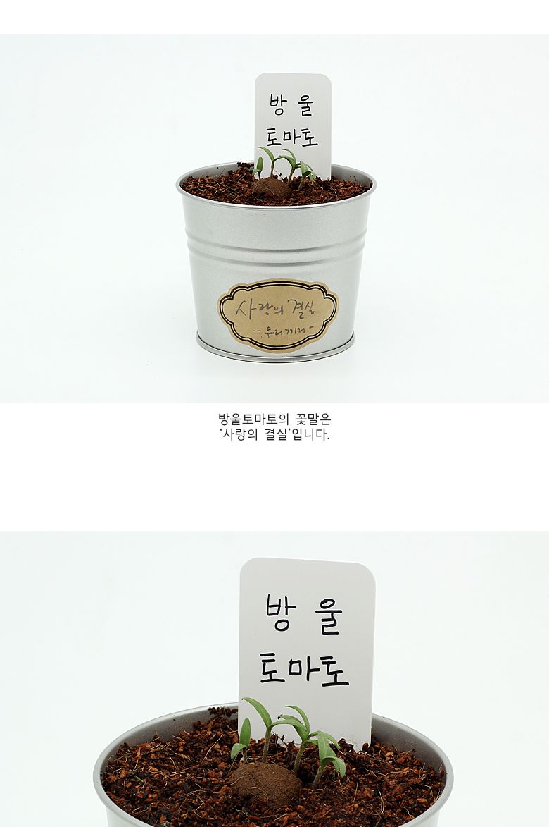 그로우캔 방울토마토/엄마표미술/홈스쿨링/만들기/집콕만들기/아동미술만들기/DIY키트/미술놀이/놀이키트/